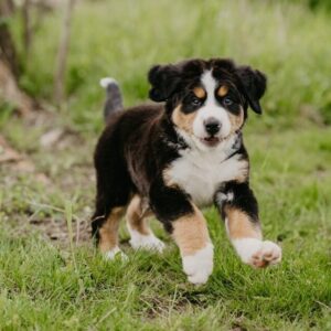 Puppy cursus
