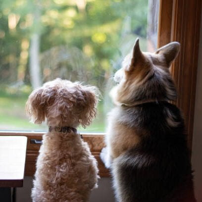 A small Yorkiepoo (Yorkshire terrier and poodle hybrid) and a corgi look longingly out a window on a summer day
