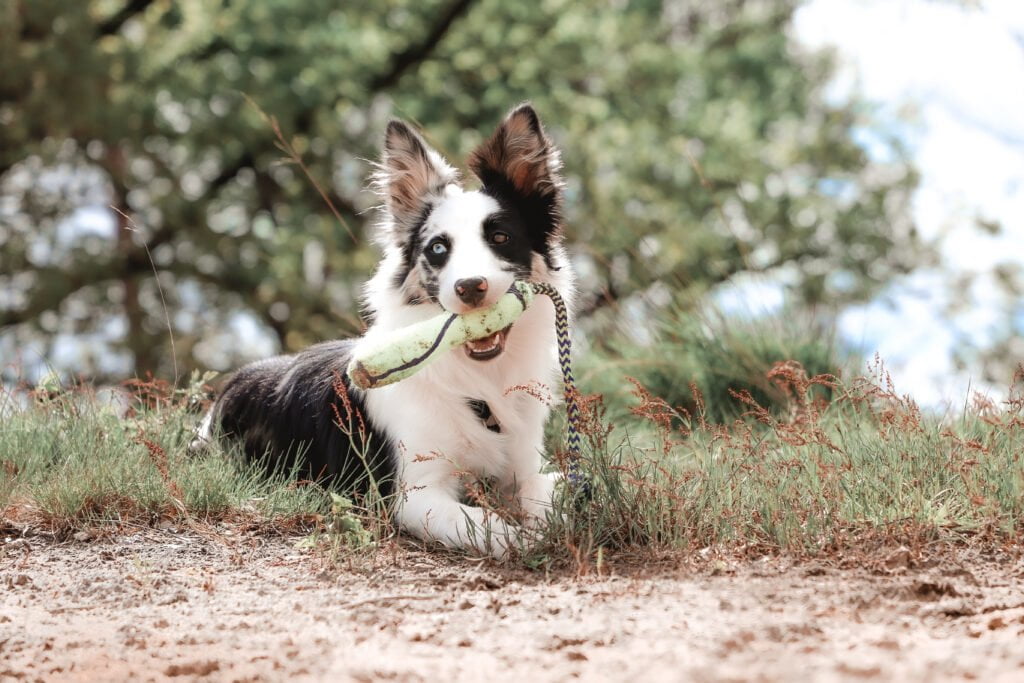 Mylo (17 van 25)
