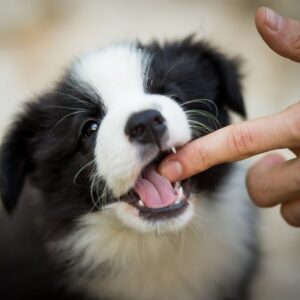 Bijtende puppy's