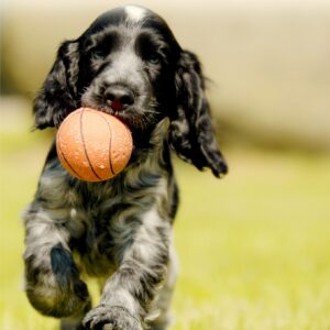 Puppy cursus + begeleiding